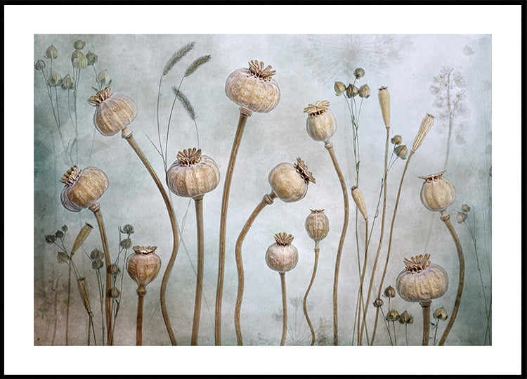 Papaver Poster – Posterbox.se
