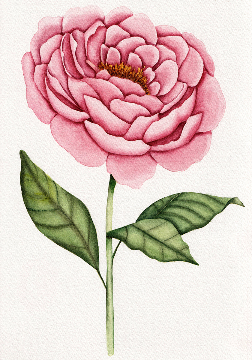 01 Peonie Salomebiermanillustration Poster