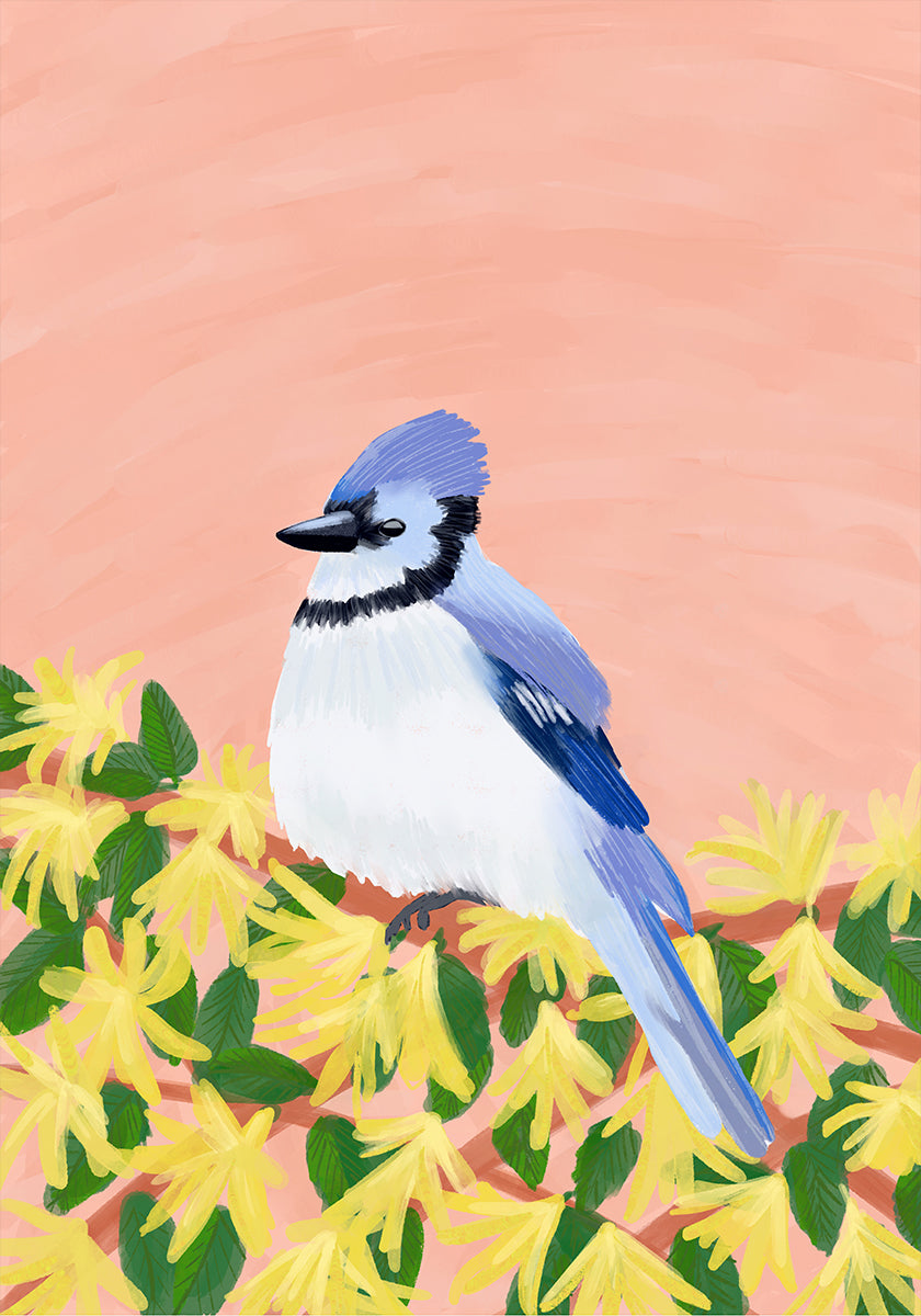 Blue Jay Bird Poster