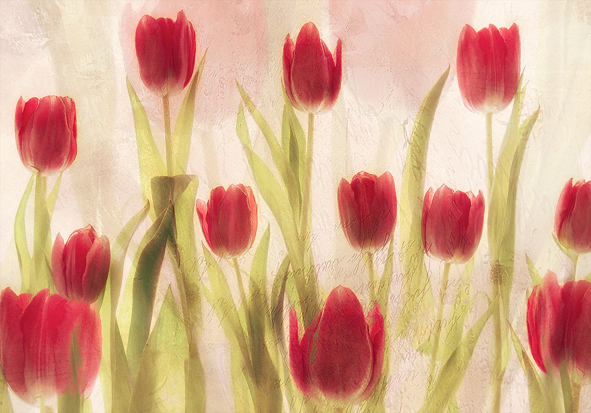 Happy tulips Poster
