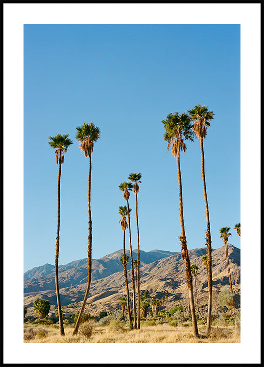 Palm Springs Morning on Film Poster