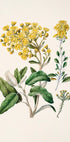 The image is a botanical illustration featuring a variety of yellow flowers and green leaves.