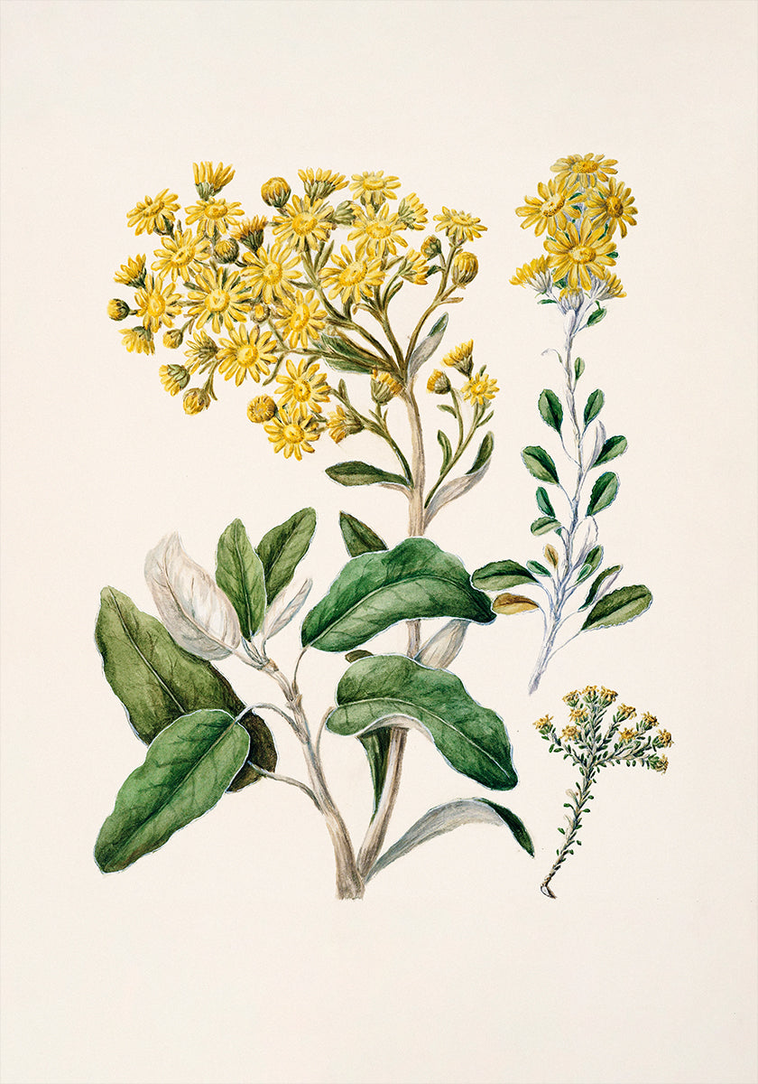 The image is a botanical illustration featuring a variety of yellow flowers and green leaves.