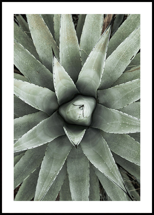 a close up of a plant with a black frame