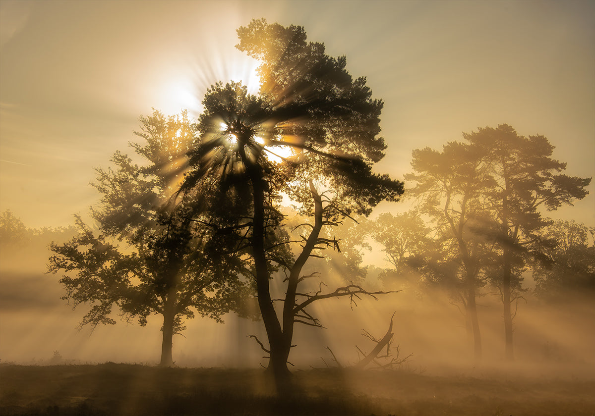 Popping sunrise.... Poster
