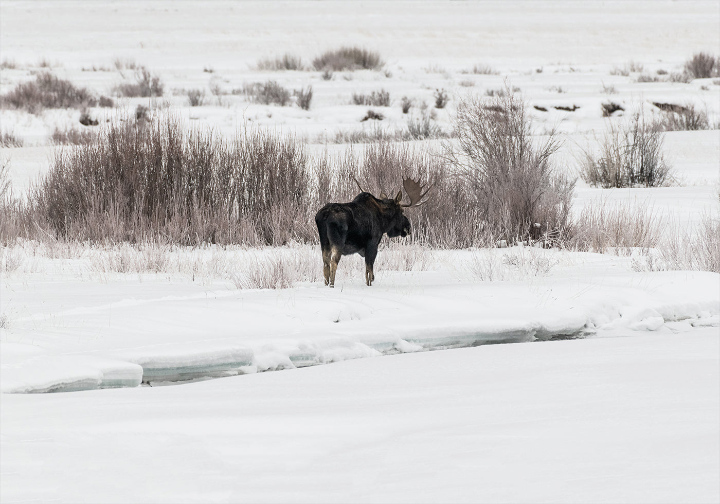 a moose is standing in the snow near a stream