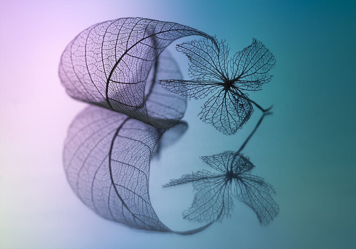 Story of leaf and flower Poster