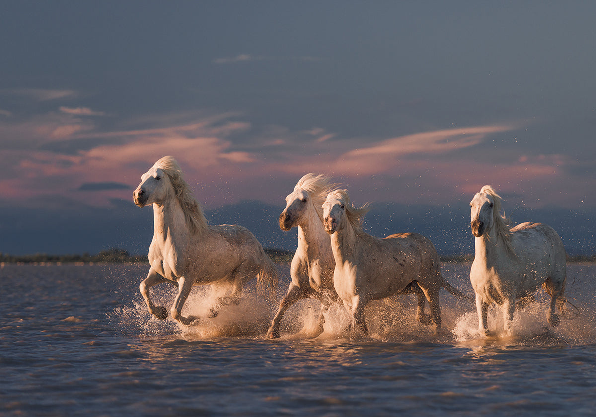 Angels of Camargue Poster