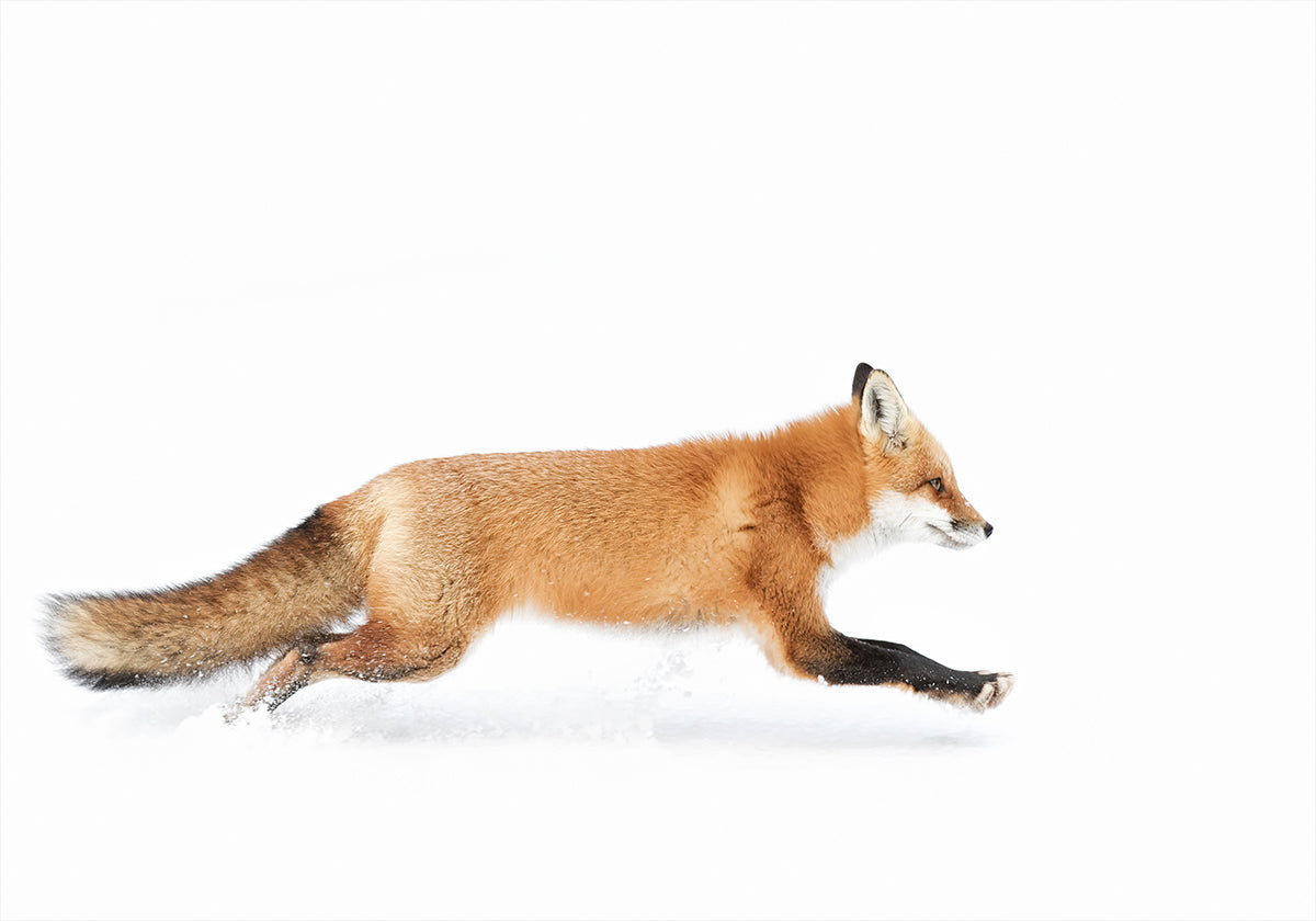 Red Fox on the run - Algonquin Park Poster