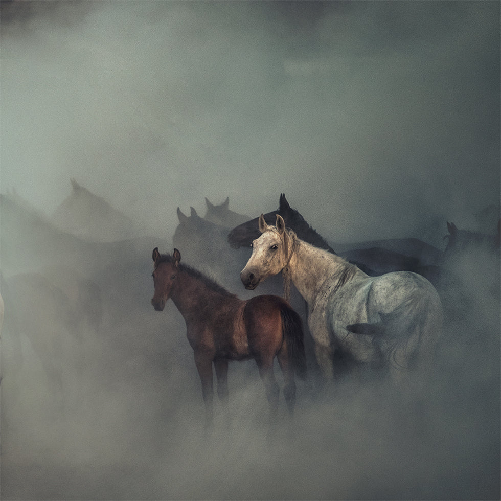 The lost horses Poster