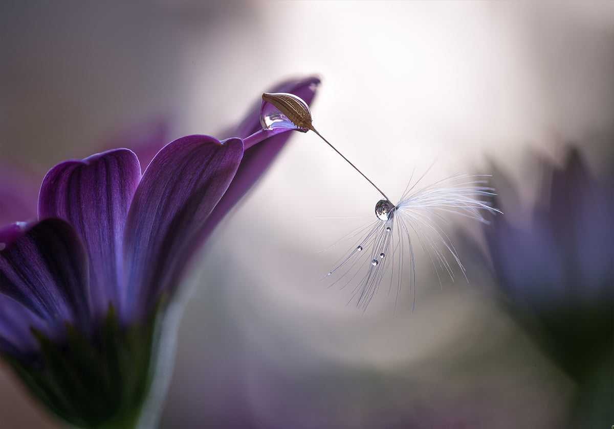 Purple rain