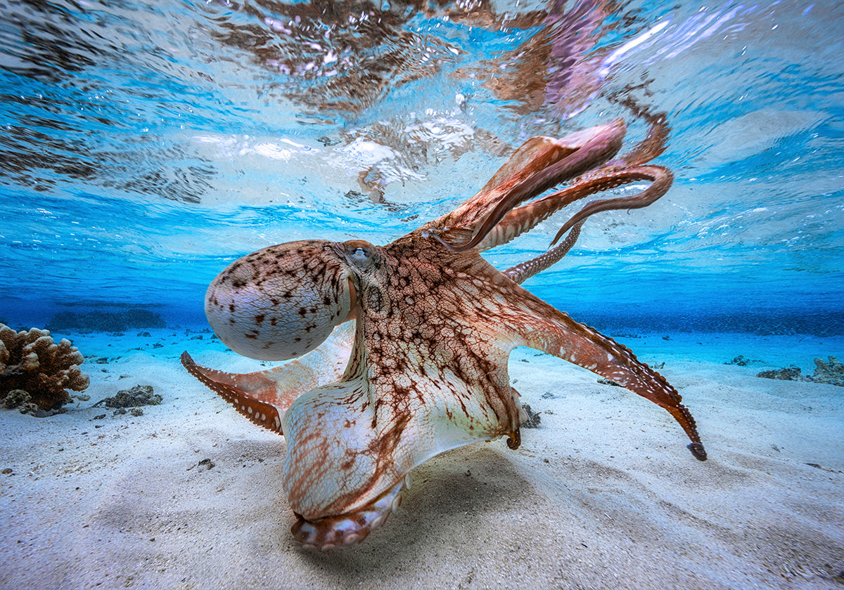 Dancing Octopus Poster