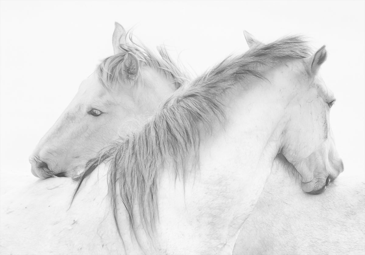 Horses