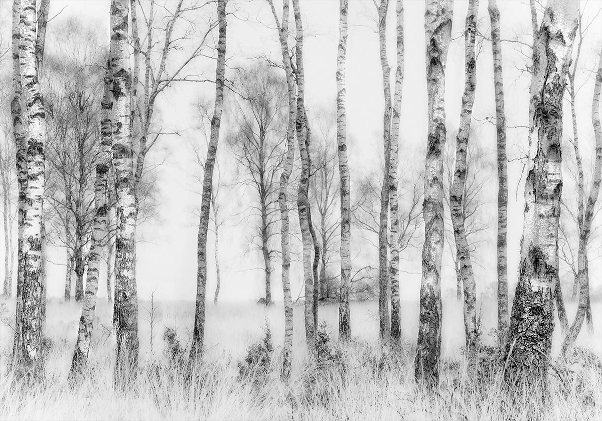 Black and White Birch Poster