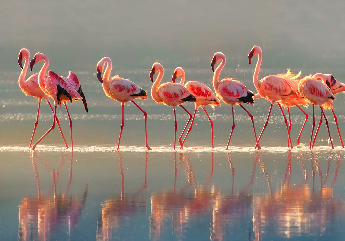 Flamingo Poster