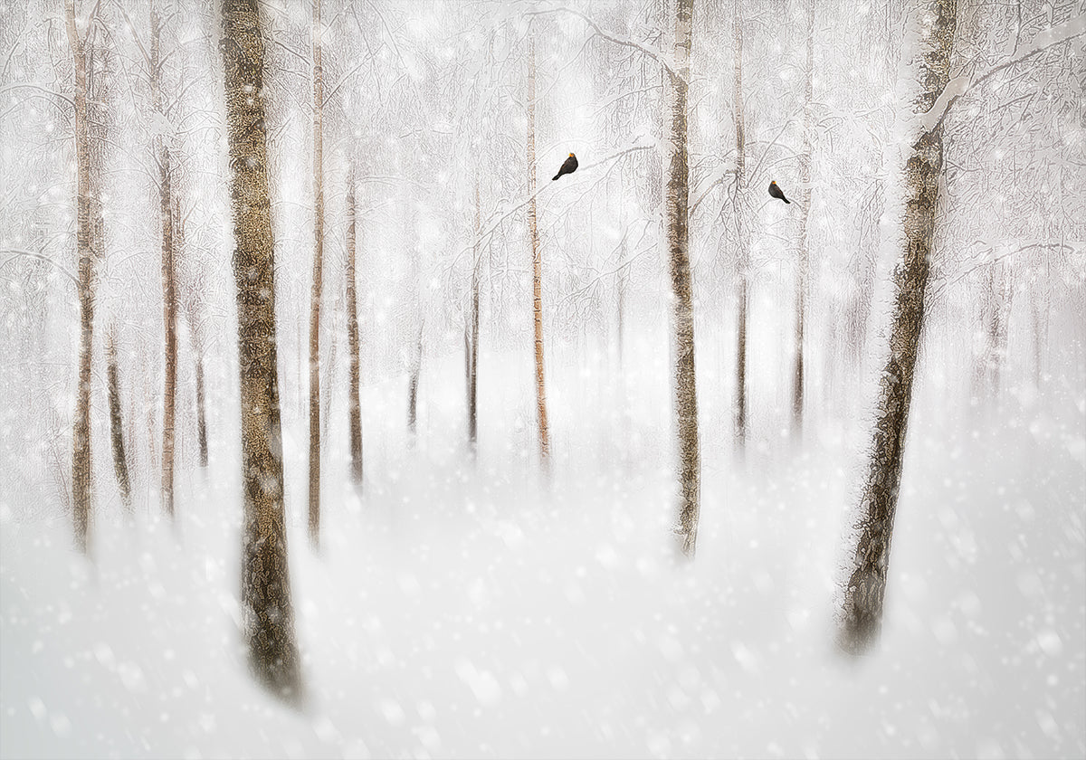 Winter Birches Poster