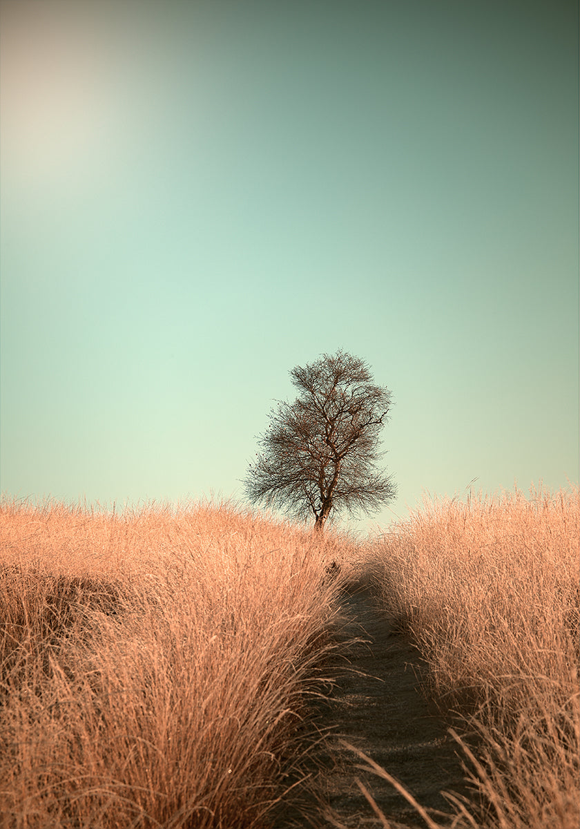 Grass and Path