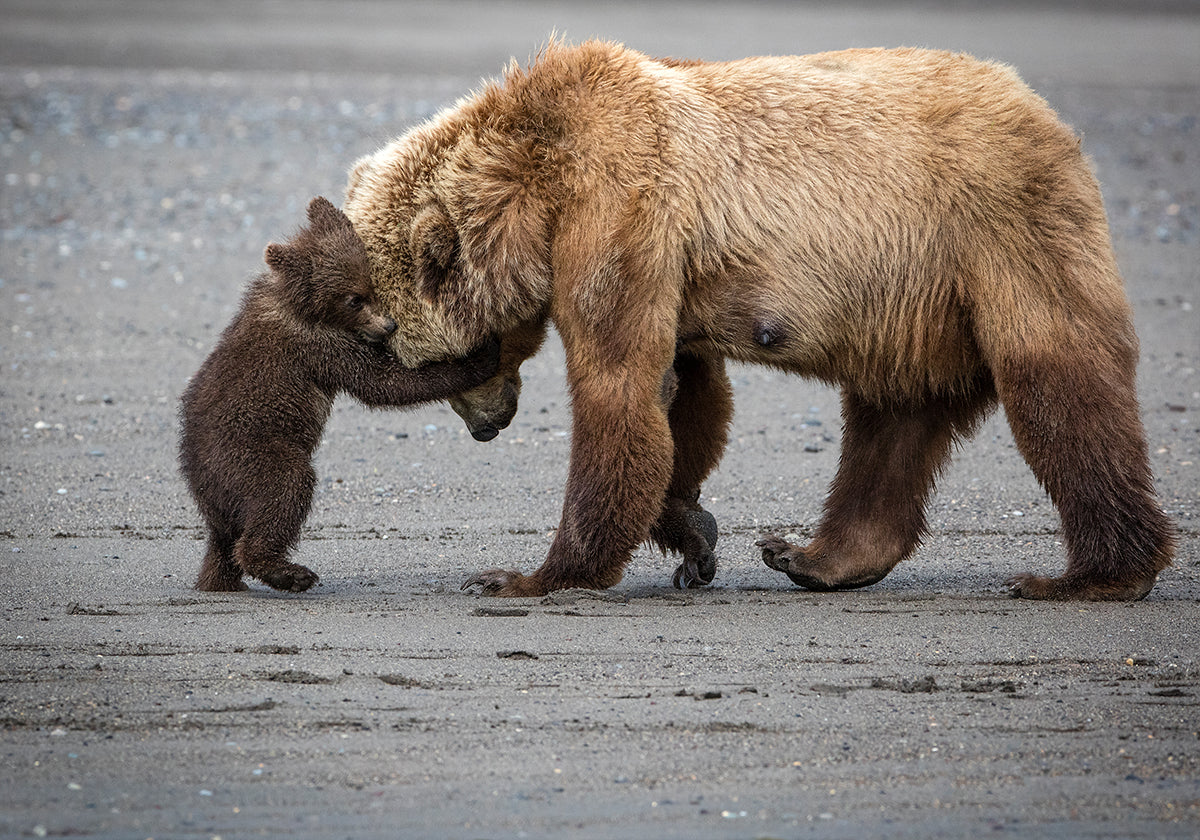A Little Bear Hug Poster