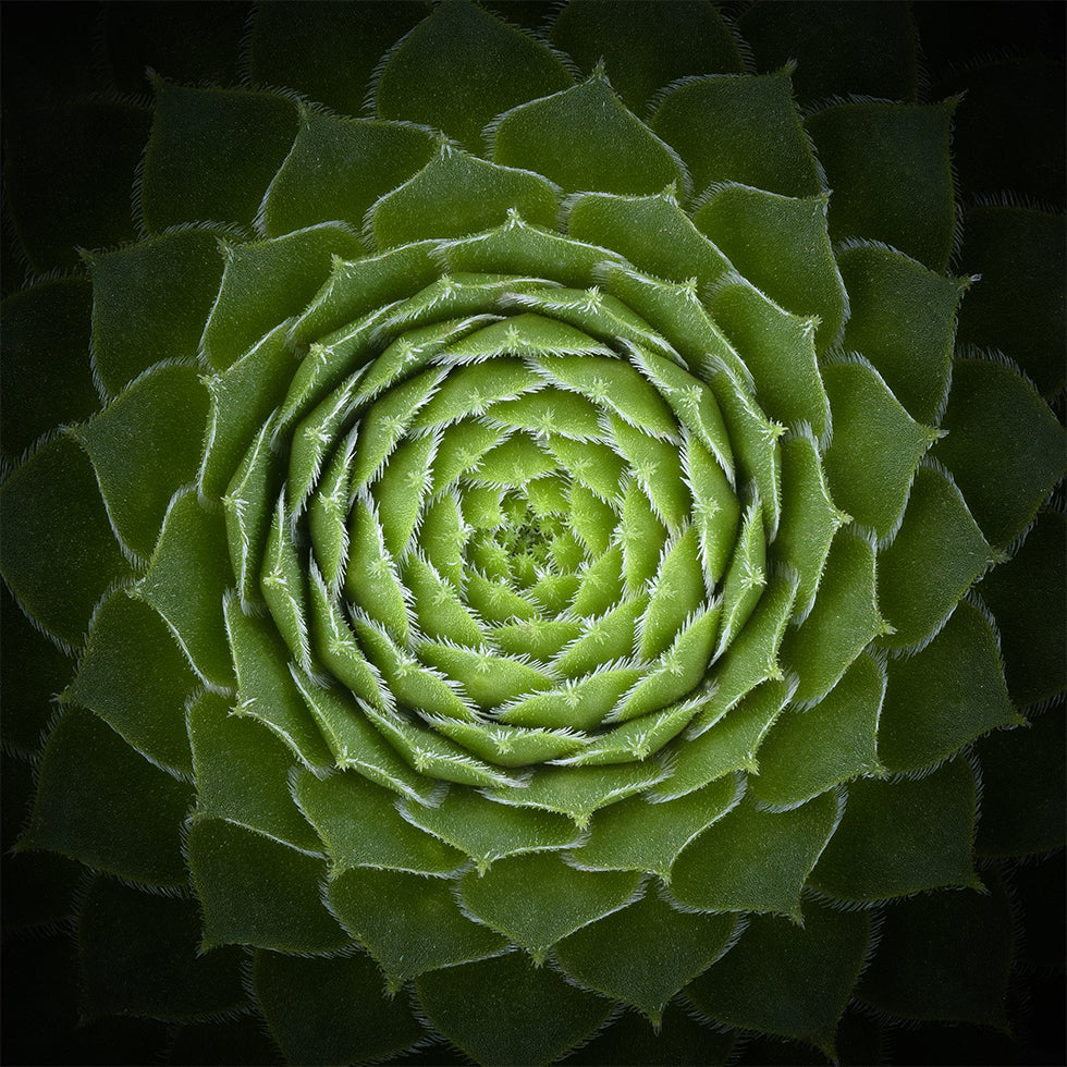 Succulent Poster
