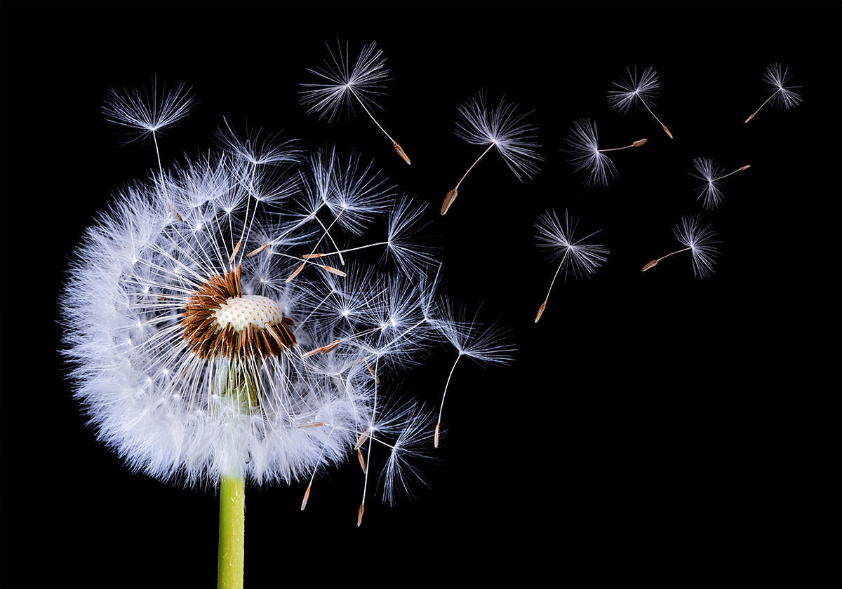Dandelion Blowing Poster