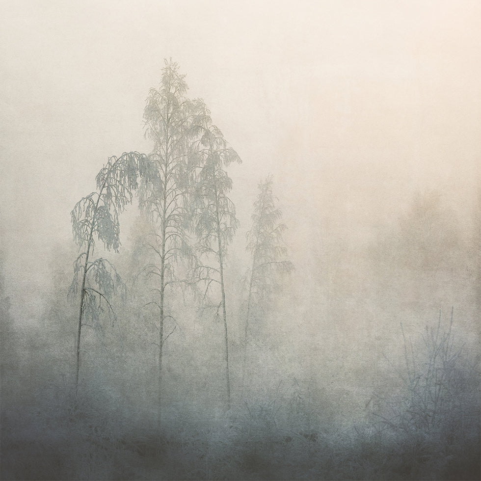 Misty Forest Poster