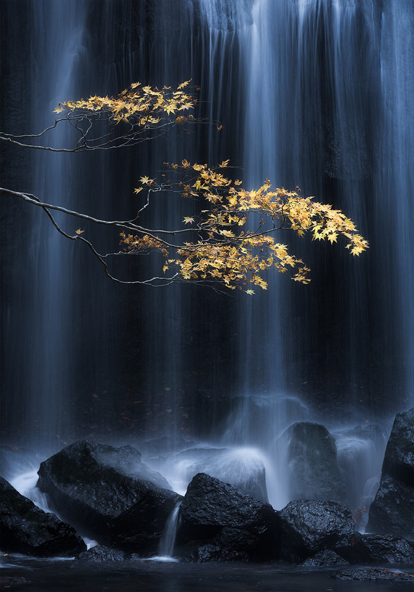 Yellow Autumn