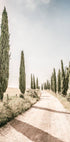 Cypress Tree Alley Plakat - Posterbox.no