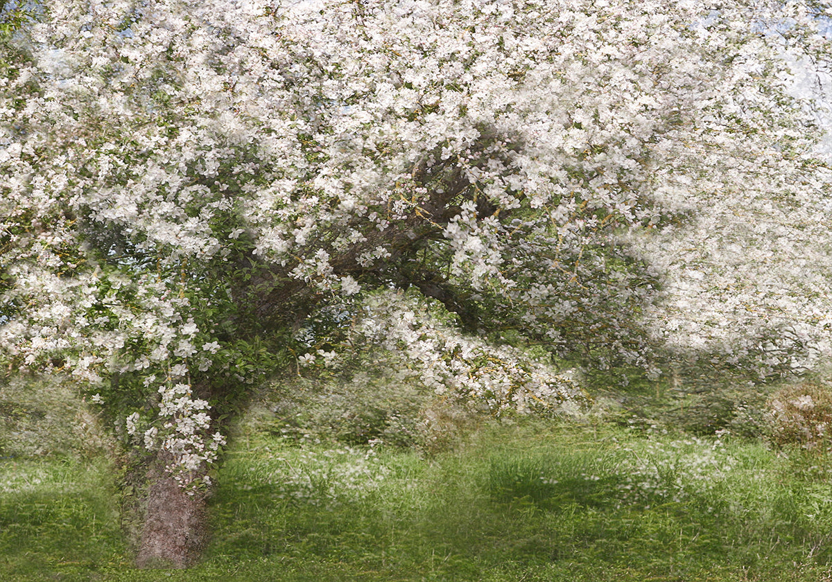 Apple Tree Poster