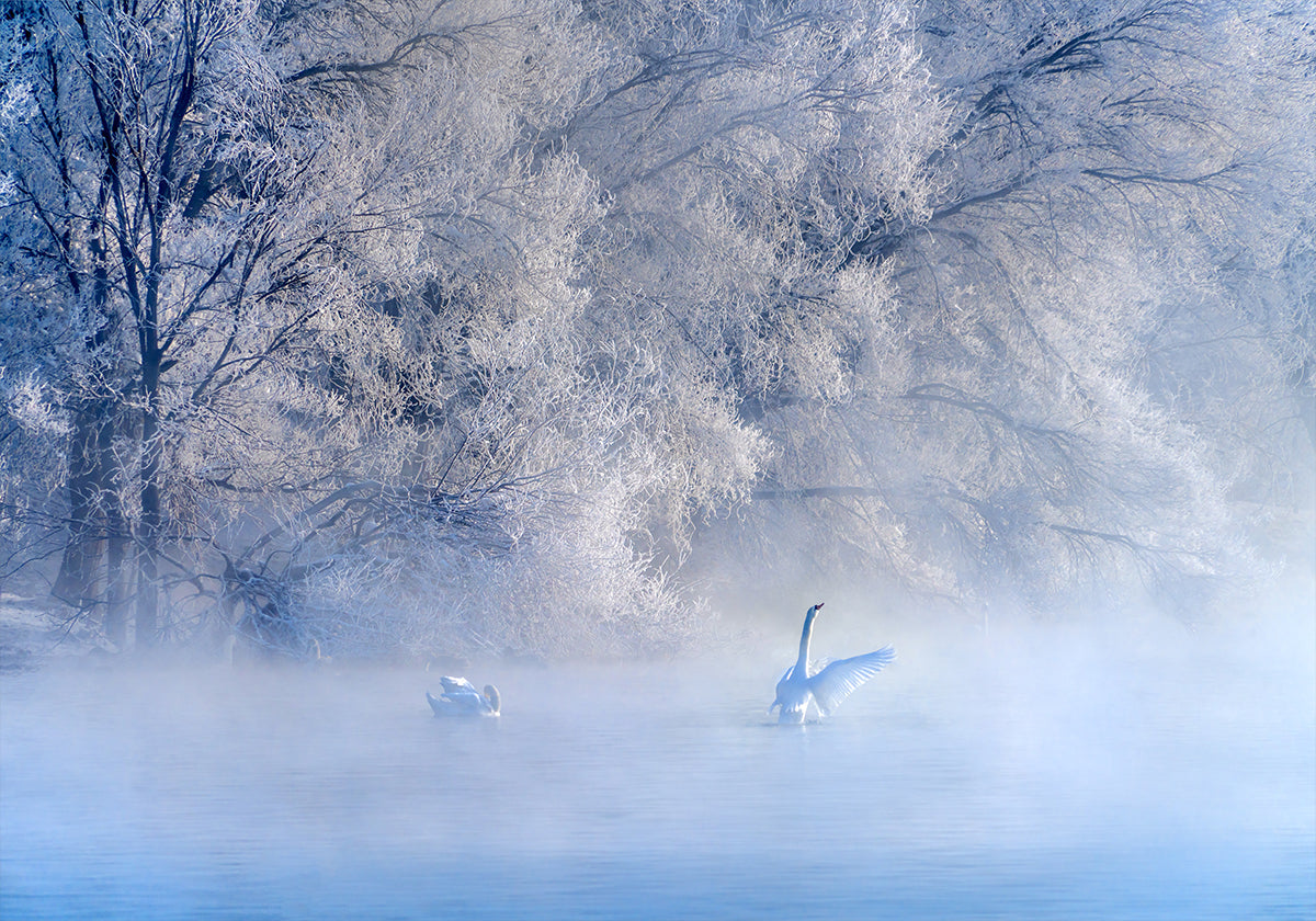 Swan Lake Poster