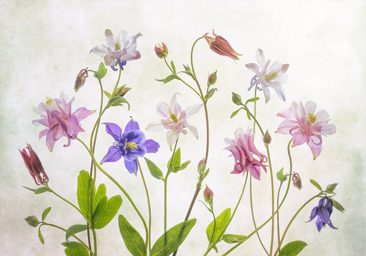 Columbine Poster