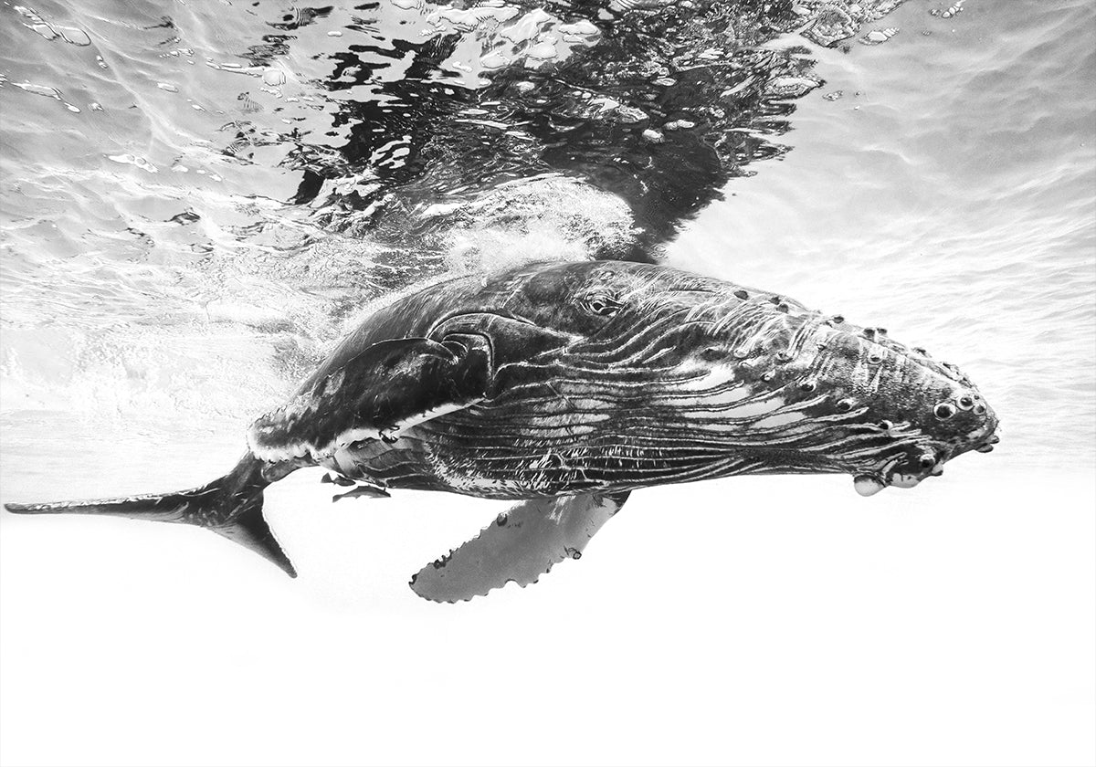 Humpback whale calf