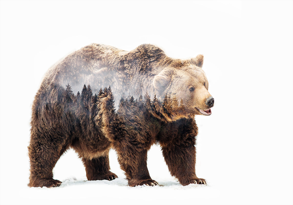 Bear Poster