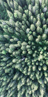 Forest From Above Plakat - Posterbox.no