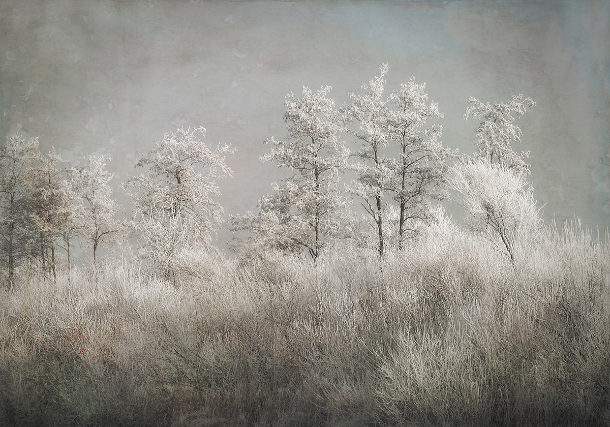 Cold morning Poster