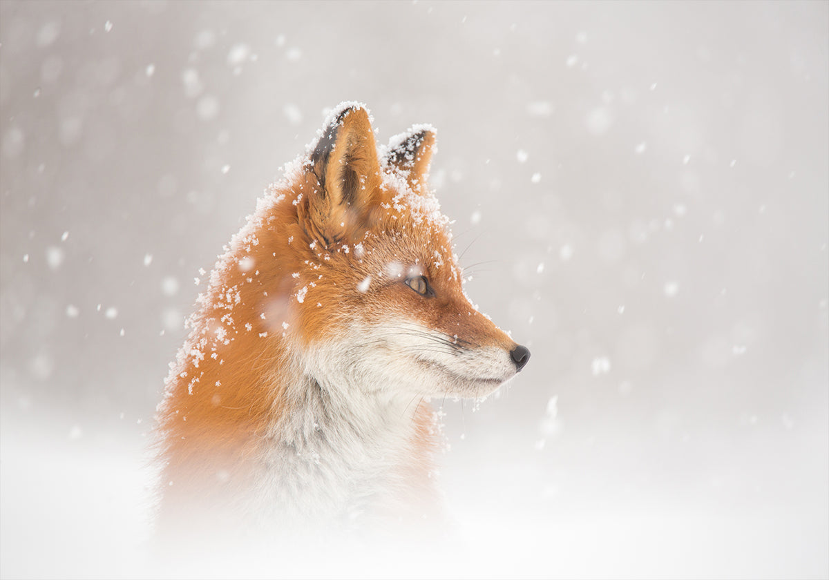 Snow is falling… Poster