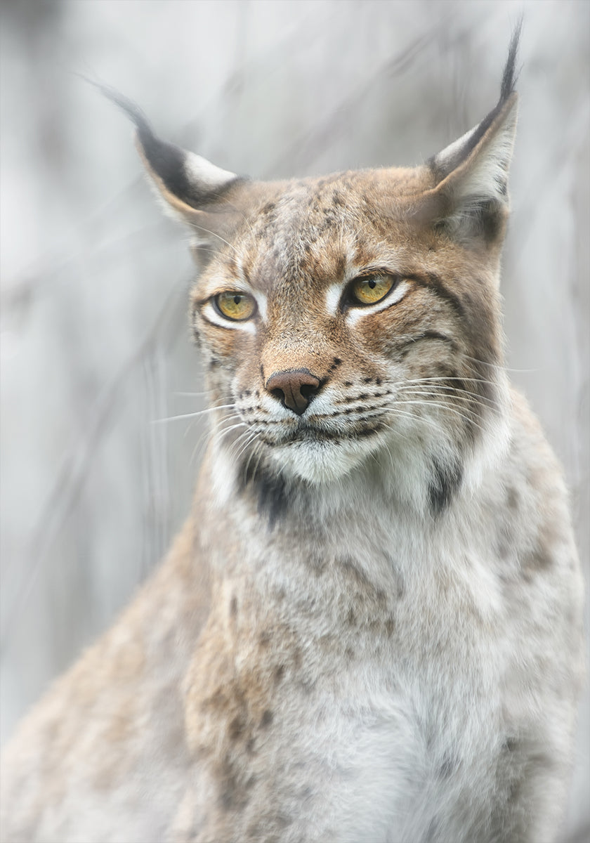 Lynx portrait in the fog Poster