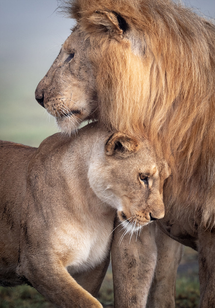 Wild Love Poster