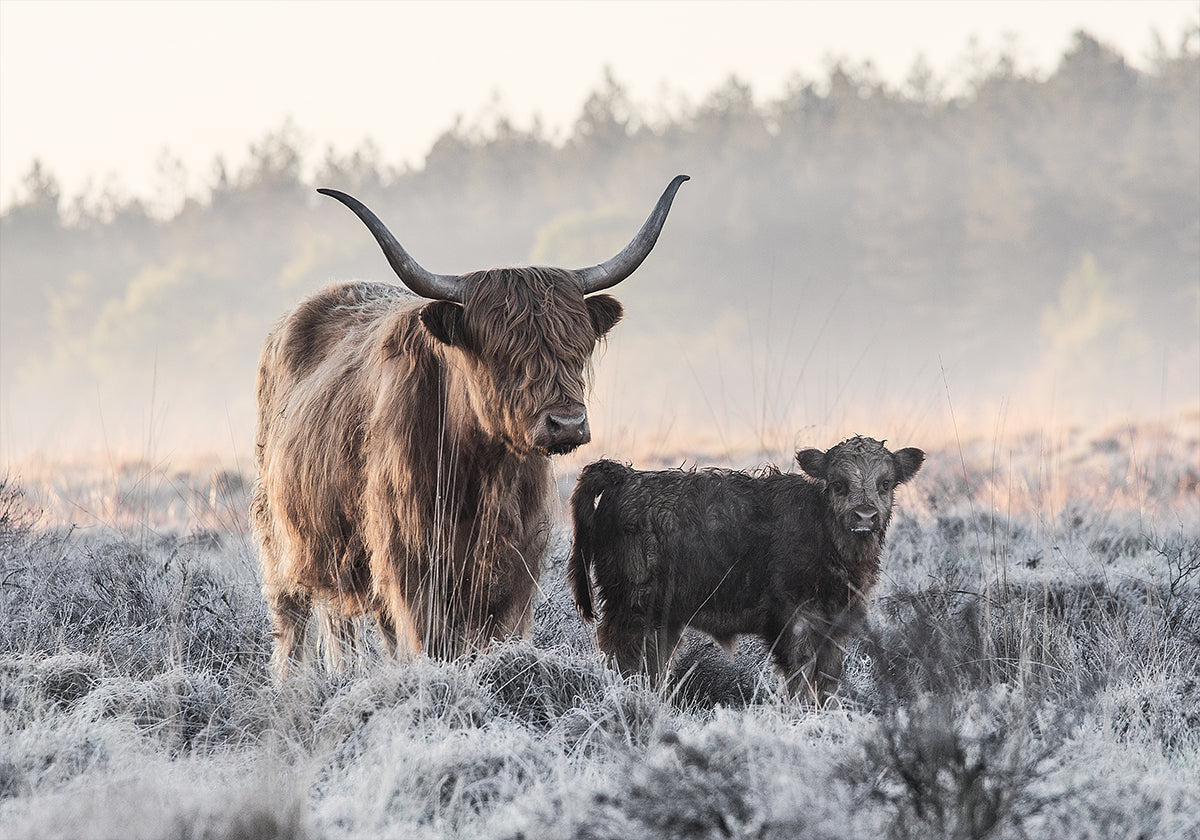 Highlander and Calf Poster