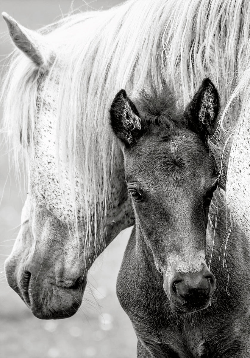 The Foal