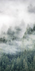Tree Top Fog Plakat - Posterbox.no
