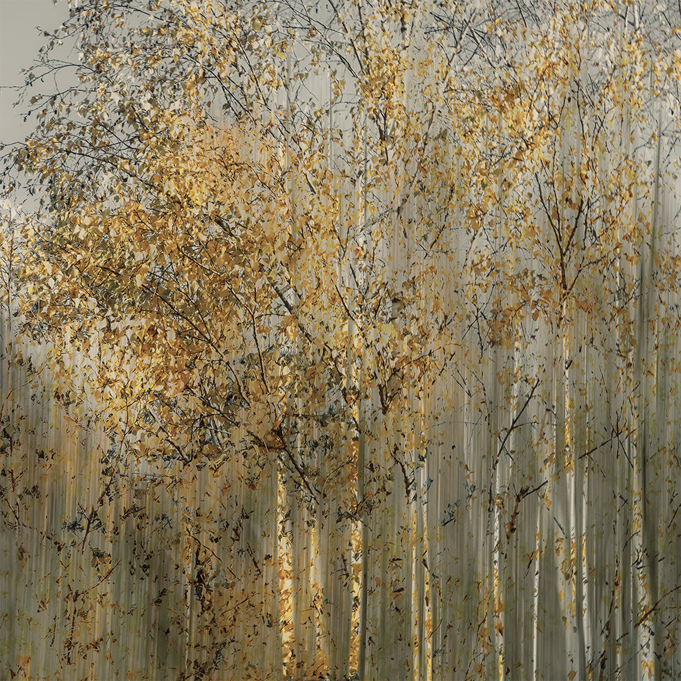Birch impression Poster