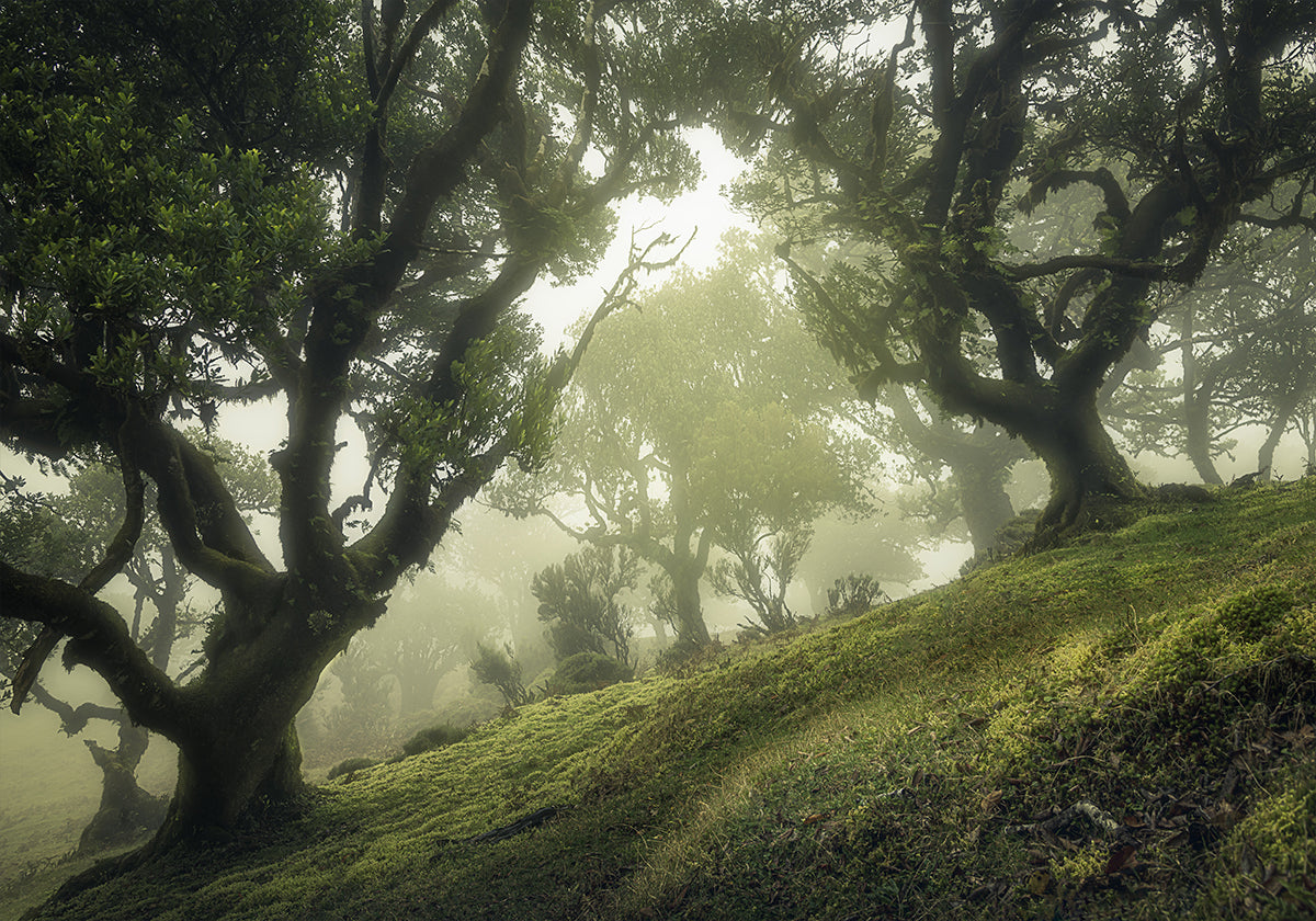 Enchanted Forest Poster
