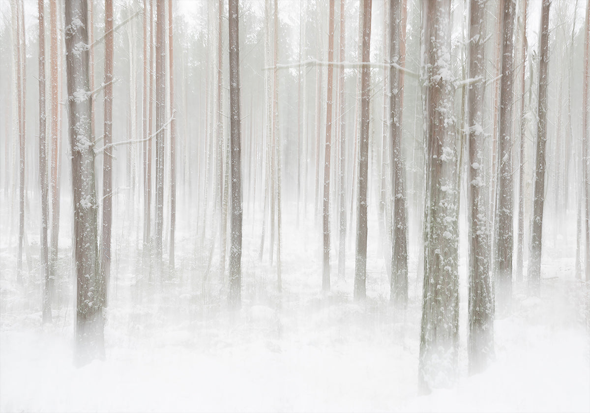 Winterforest in Sweden Poster