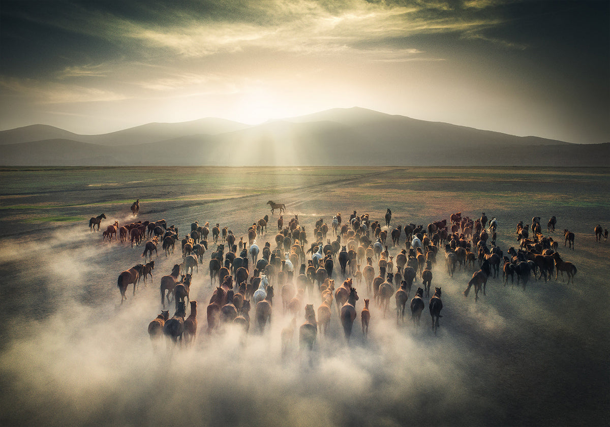 Wild Horses Poster