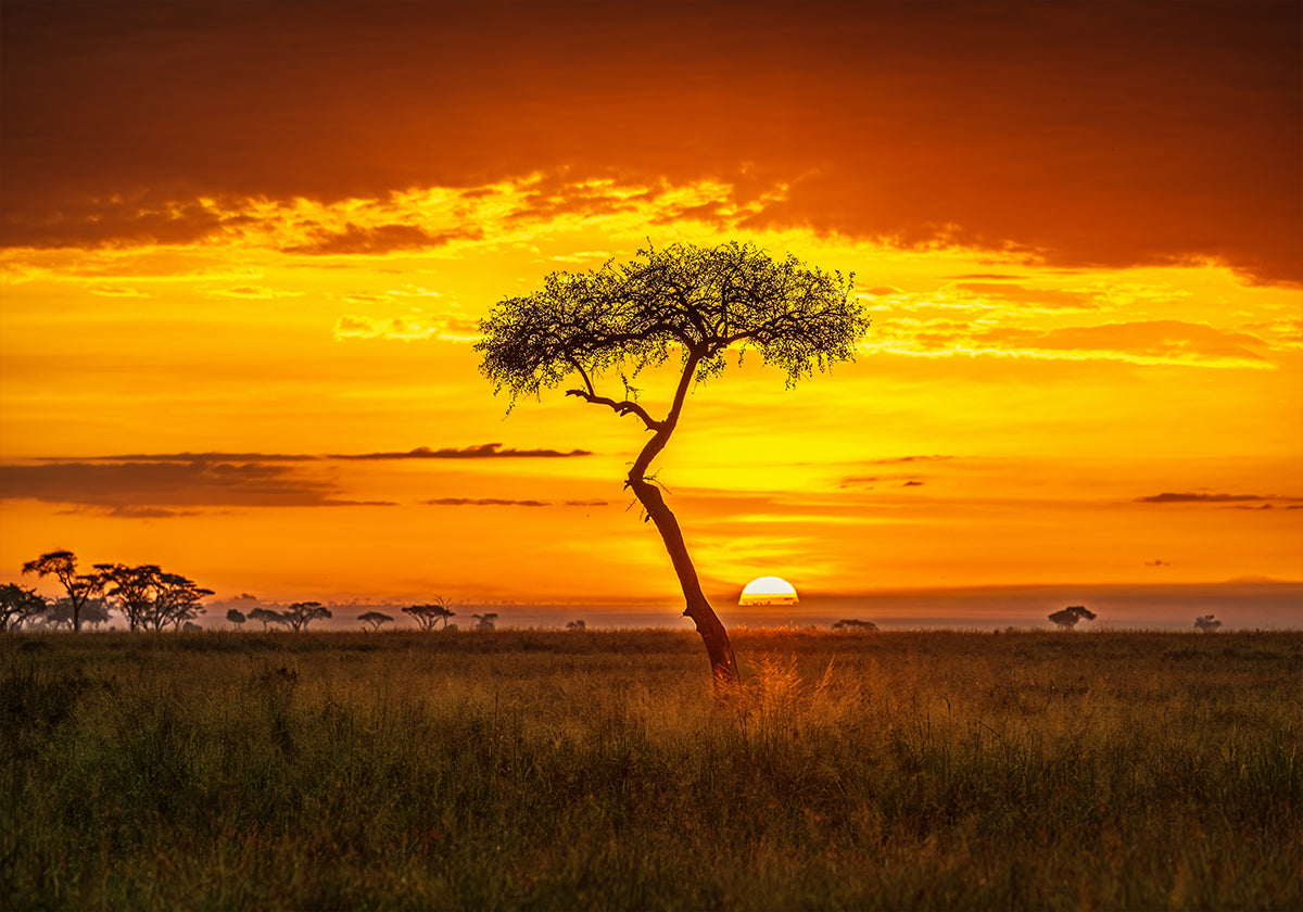 Primordial Africa Poster