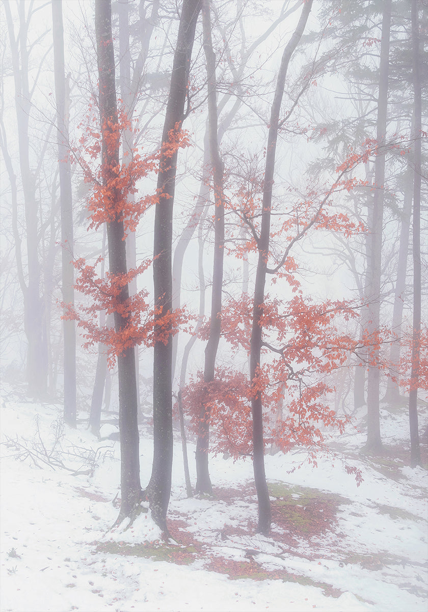 Autumnal snow Poster