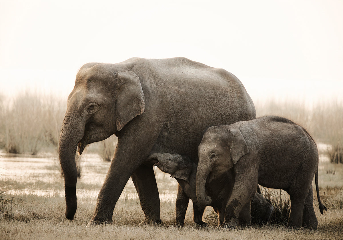 family portrait Poster