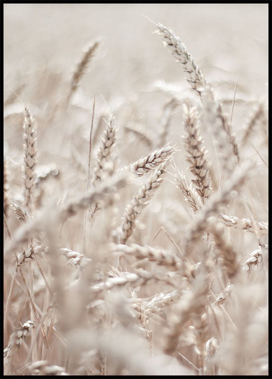 Wheat Accumulation Plakat - Posterbox.no