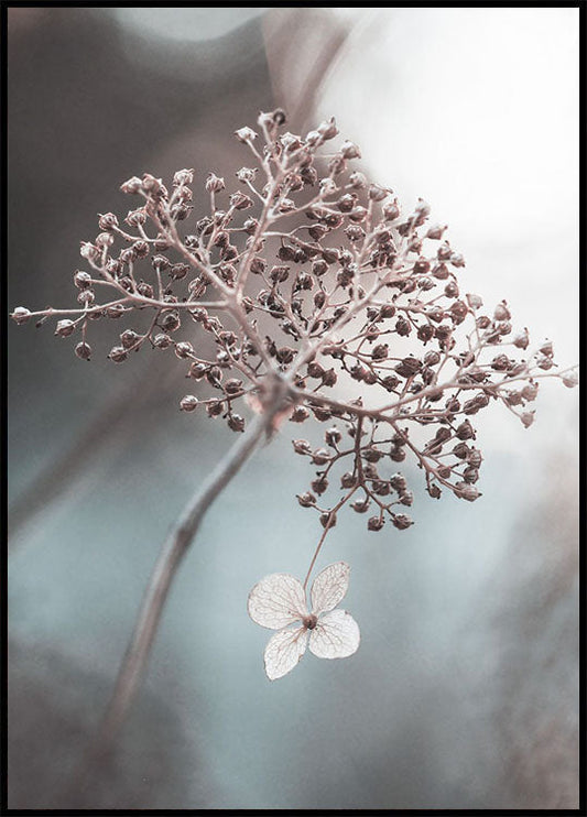 One Blossom Plakat - Posterbox.no