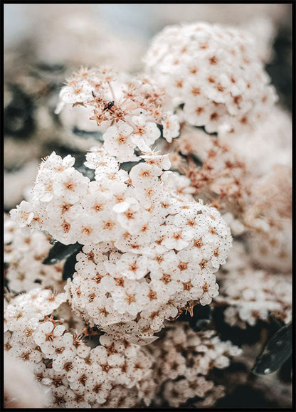 White Spring Flowers Plakat - Posterbox.no